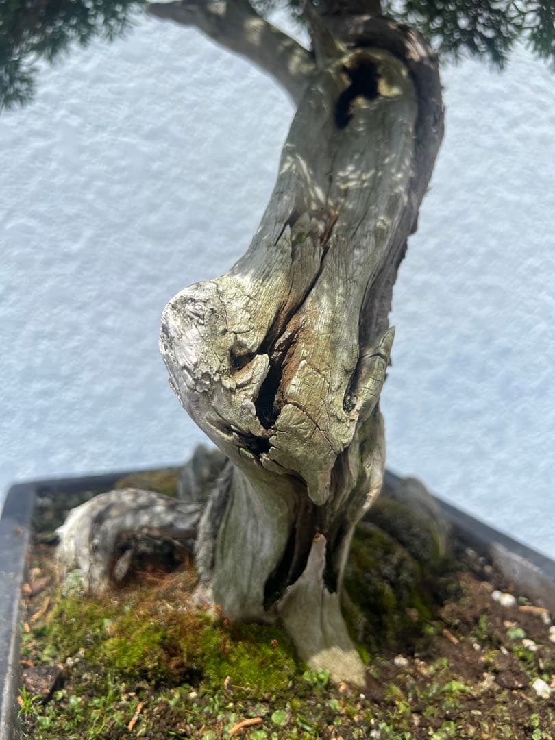 北海道真柏 舎利幹 真柏 盆栽 樹齢100年以上