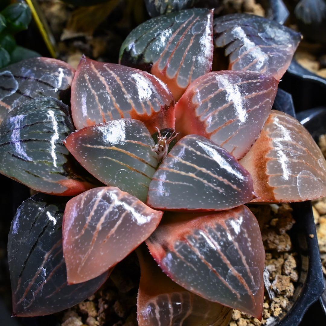 じ*じ様 ハオルチア トロピカルナイト錦 極上斑