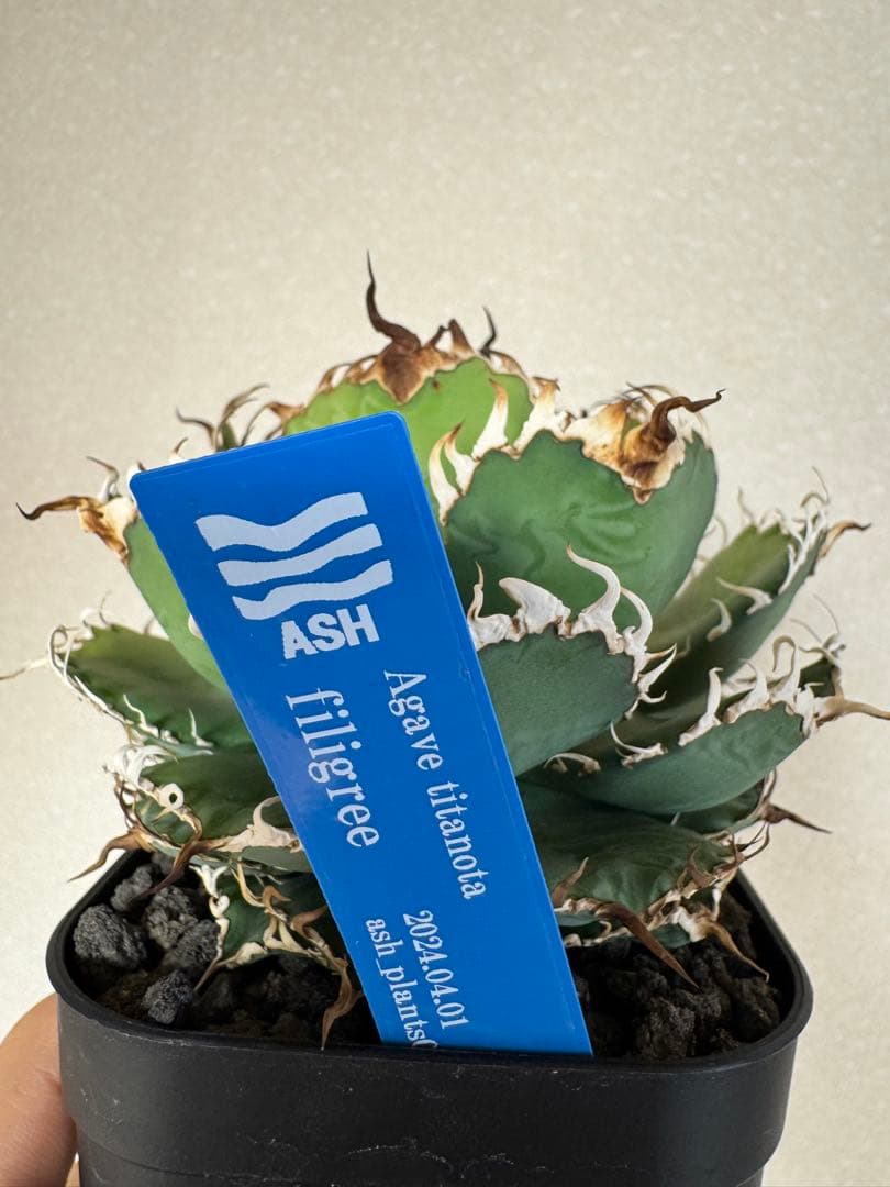 1年10ヶ月育成株　人気　アガベ　チタノタ　フィリグリー　親株出品