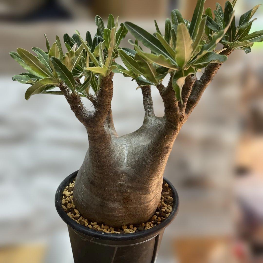 大株　パキポディウムグラキリス　現地球　発根済　鉢のまま発送　まとめ買いでおまけ