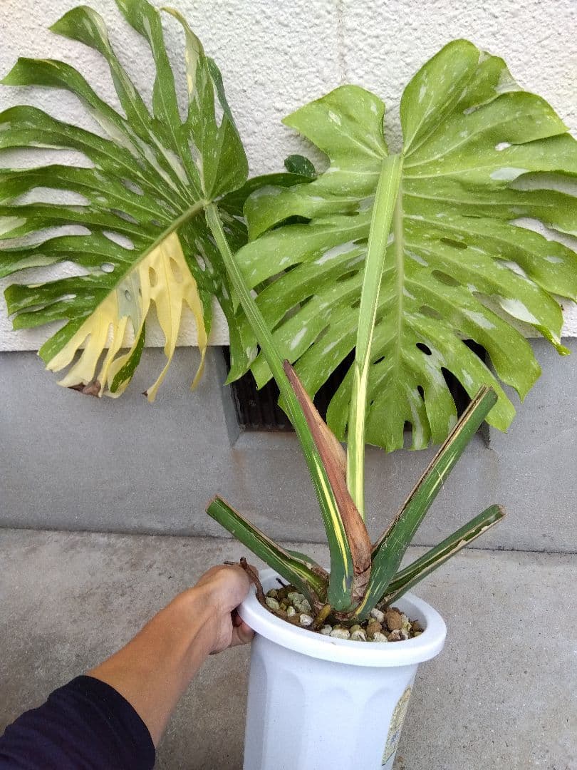 モンステラ　イエローモンスター　斑入り　７号鉢つき　巨大葉❗　④