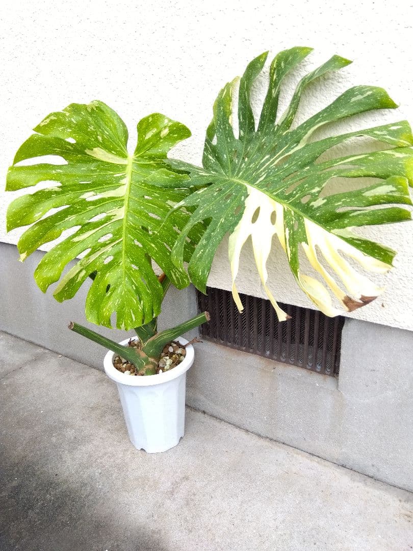 モンステラ　イエローモンスター　斑入り　７号鉢つき　巨大葉❗　④