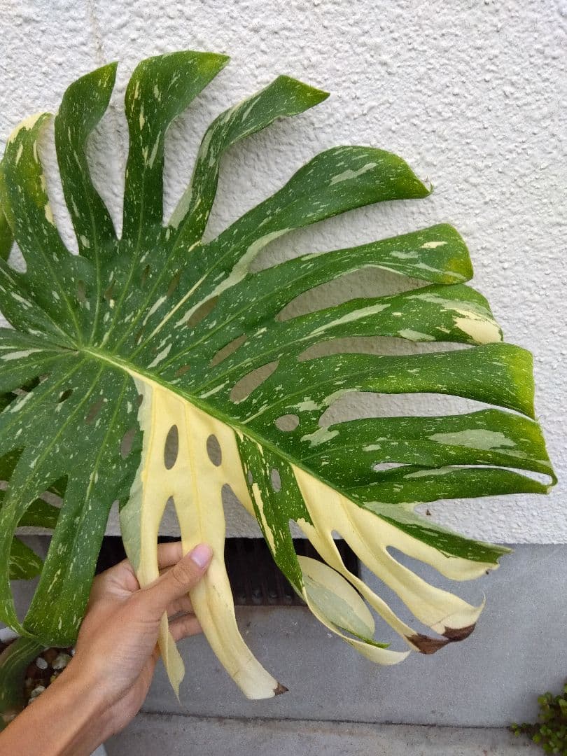 モンステラ　イエローモンスター　斑入り　７号鉢つき　巨大葉❗　④