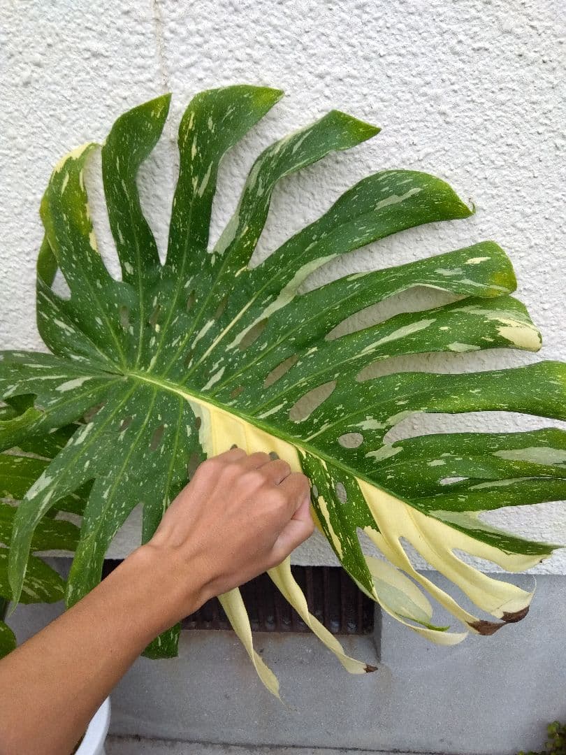 モンステラ　イエローモンスター　斑入り　７号鉢つき　巨大葉❗　④
