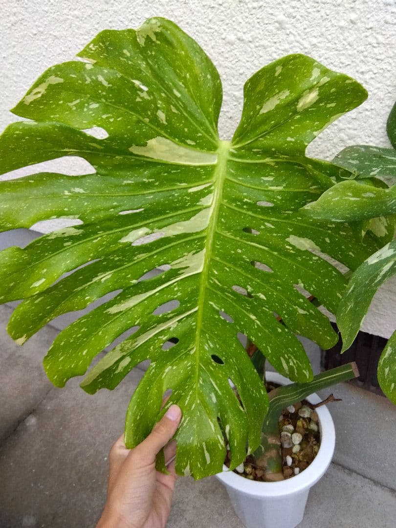 モンステラ　イエローモンスター　斑入り　７号鉢つき　巨大葉❗　④