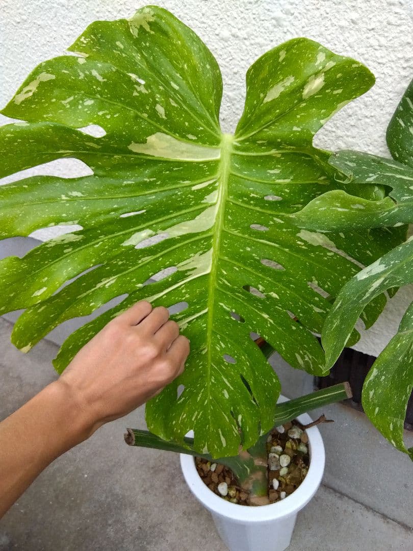 モンステラ　イエローモンスター　斑入り　７号鉢つき　巨大葉❗　④