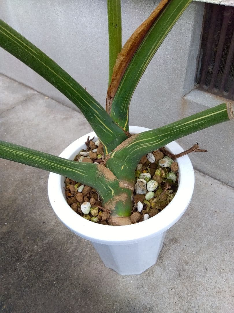 モンステラ　イエローモンスター　斑入り　７号鉢つき　巨大葉❗　④