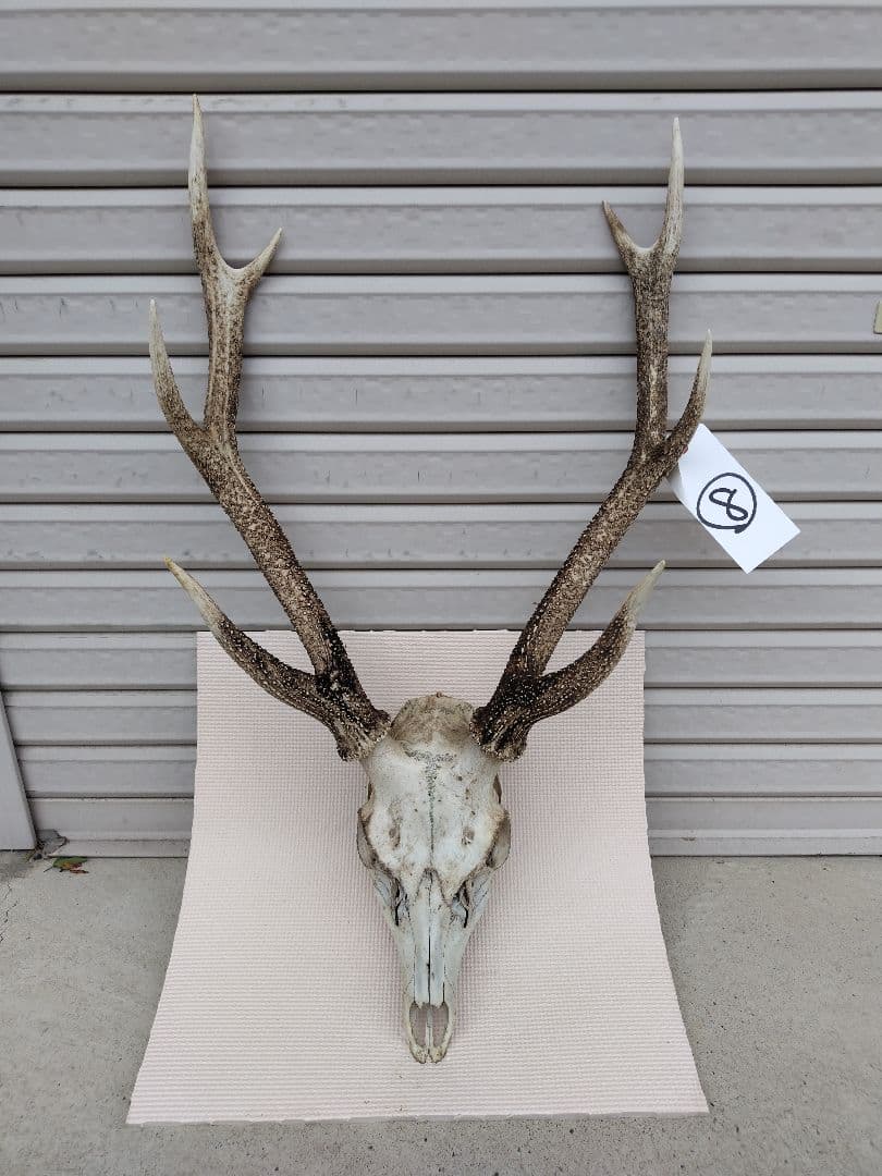 頭蓋骨付き鹿の角 No.8 日本鹿 角 壁掛け 匿名配送