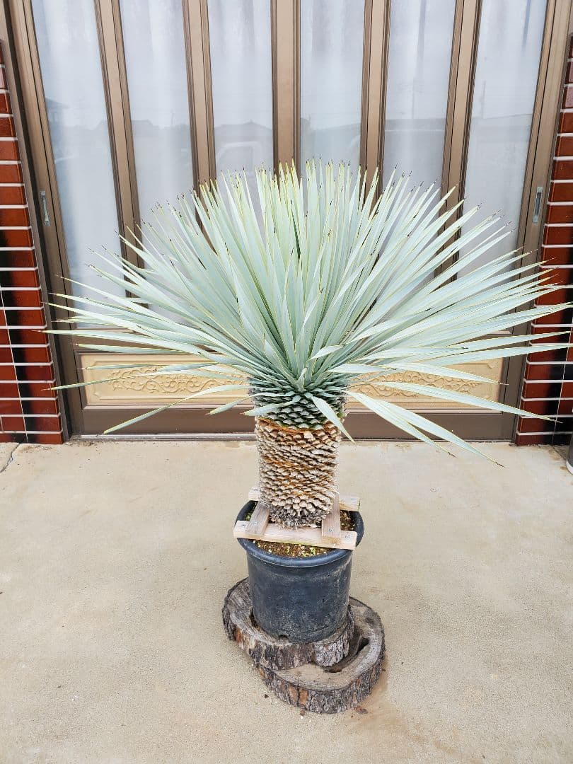 ユッカ　マルデヌベス　ver.ロスト②