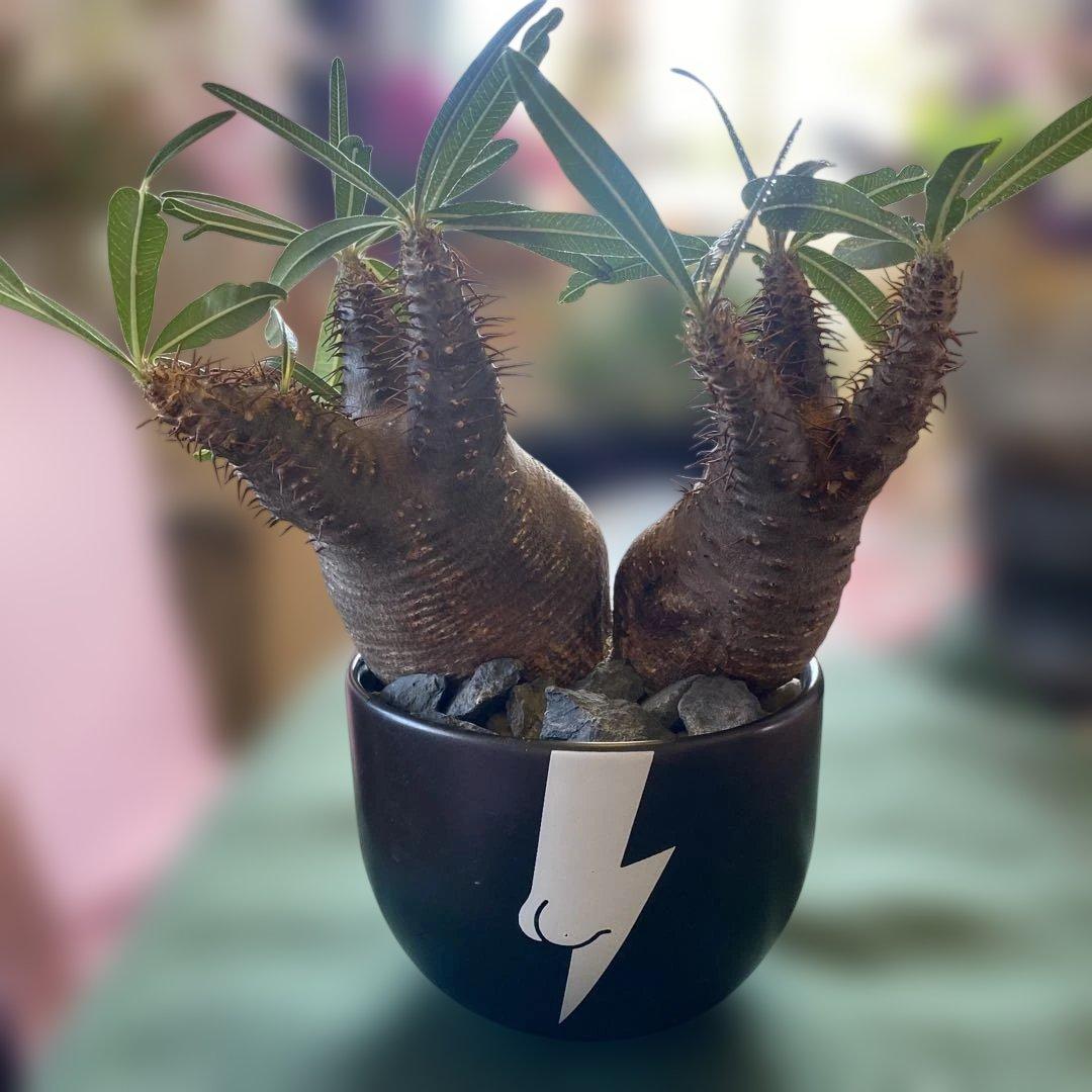 グラキリス多頭美株現地球