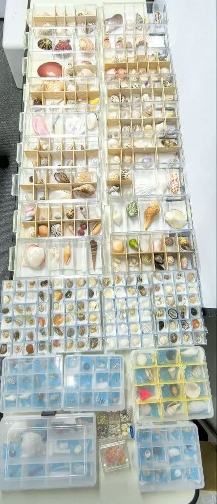 か*め様 貝殻標本 貝殻 大量セット 海洋資料 研究材料